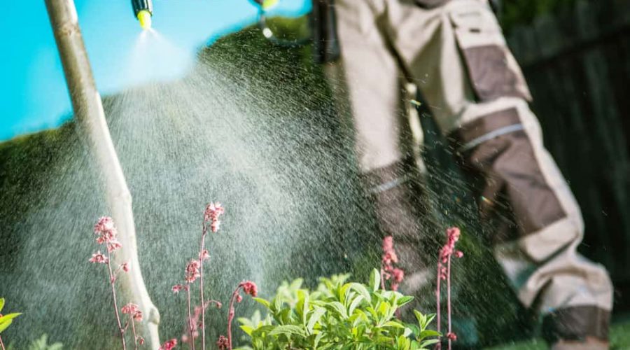 Gardener Fighting Insects in the Garden by Insecticide Whole Backyard Garden.